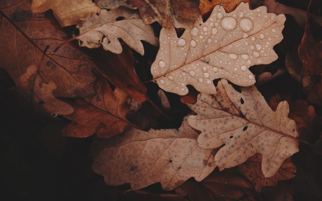 Fall Christian Wallpapers for Your Autumn Mood– Inspiring Verses and Thoughts